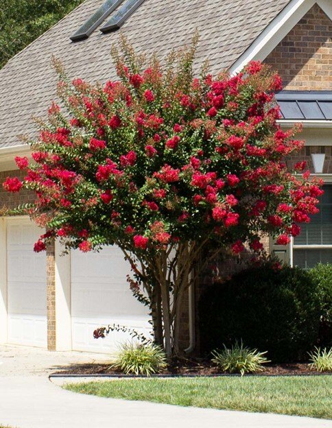 Red Crepe Myrtle