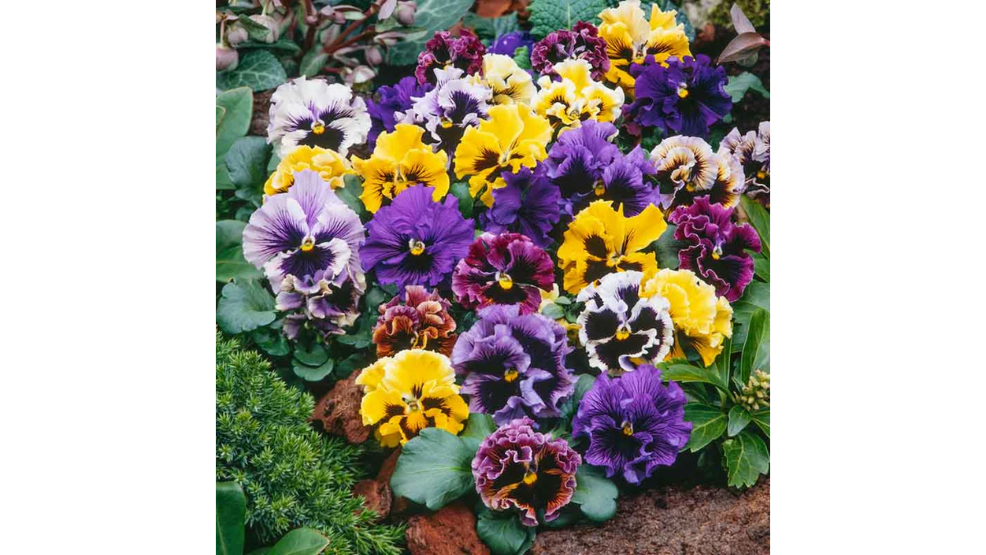 Pansies